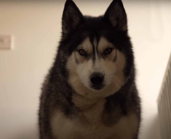 L’Husky “chiama” disperato la sua padrona perché vuole le coccole (video)