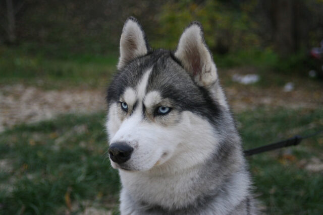 L’Husky fa una sceneggiata tragicomica perché non può avere la sua colazione preferita (video)