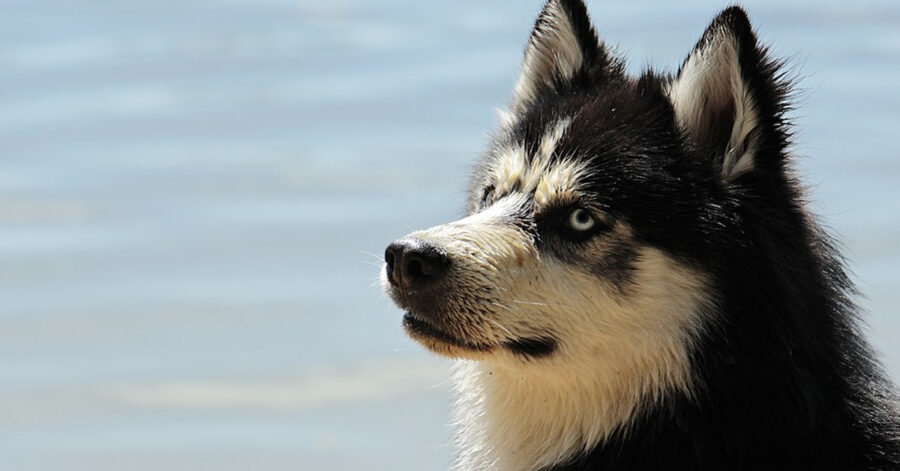 Husky in spiaggia