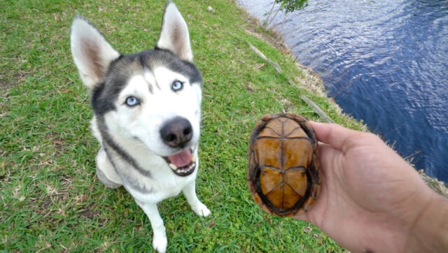 L’Husky incontra per la prima volta una piccola e dolce tartaruga (video)