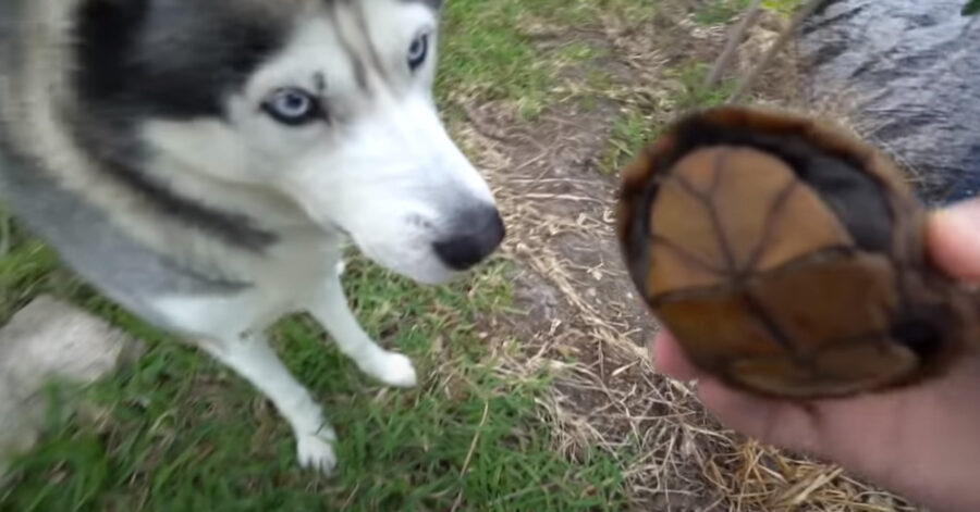 Husky che osserva una tartaruga