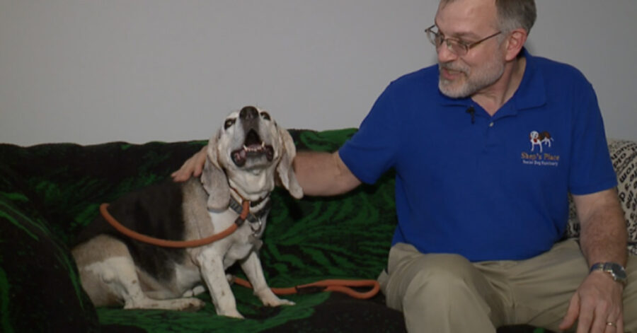 Cane anziano con il proprietario