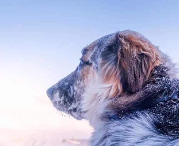 La storia di Filippo, il cane gigante che nessuno voleva