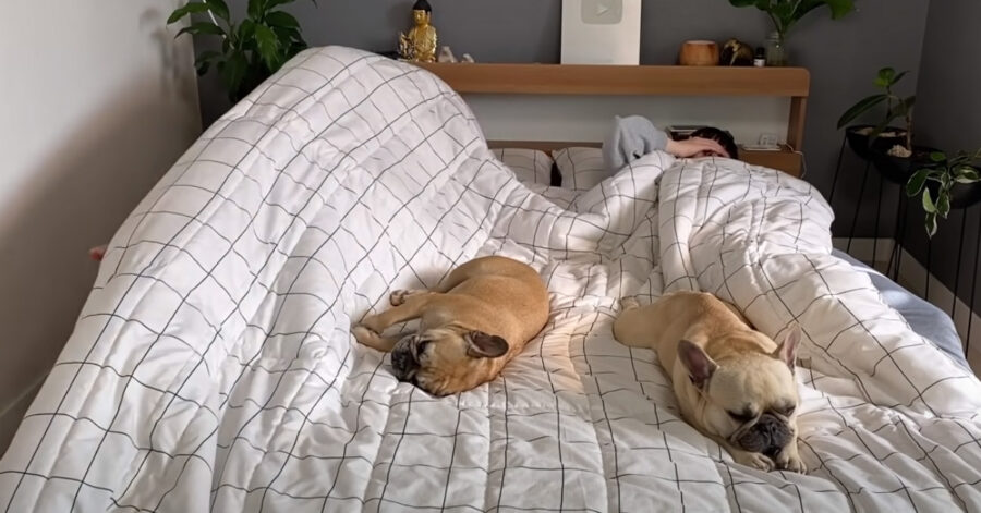 Bulldog Francese nel letto dei proprietari