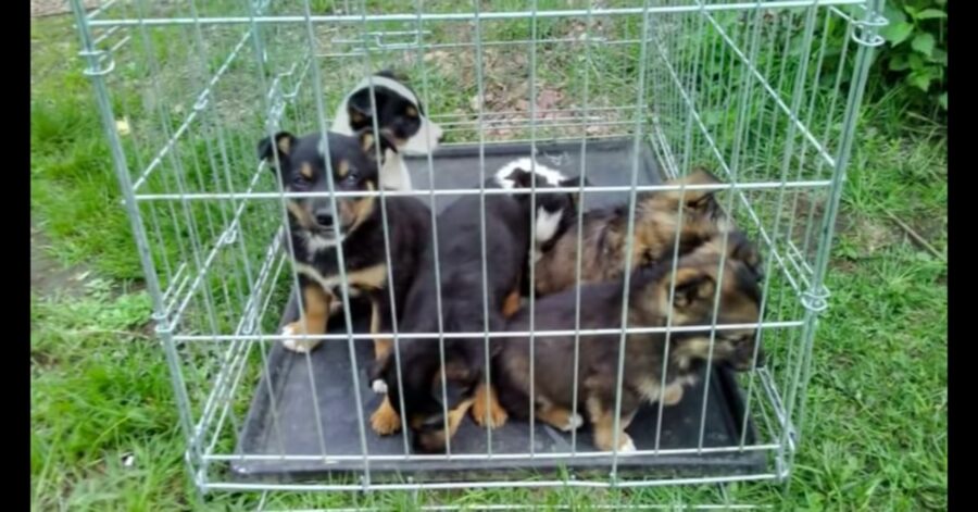 cuccioli abbandonati davanti a un rifugio