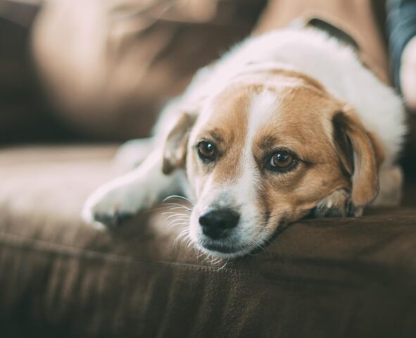 L’amicizia tra Bracha e Donna: lei soffre di tetraplegia, il suo cane la aiuta a mangiare