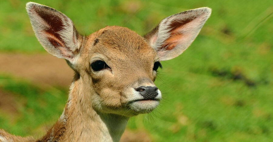 Primo piano di Bambi