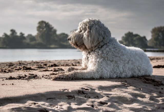 Leo, il cane che ha aspettato per quattro anni i suoi padroni (VIDEO)