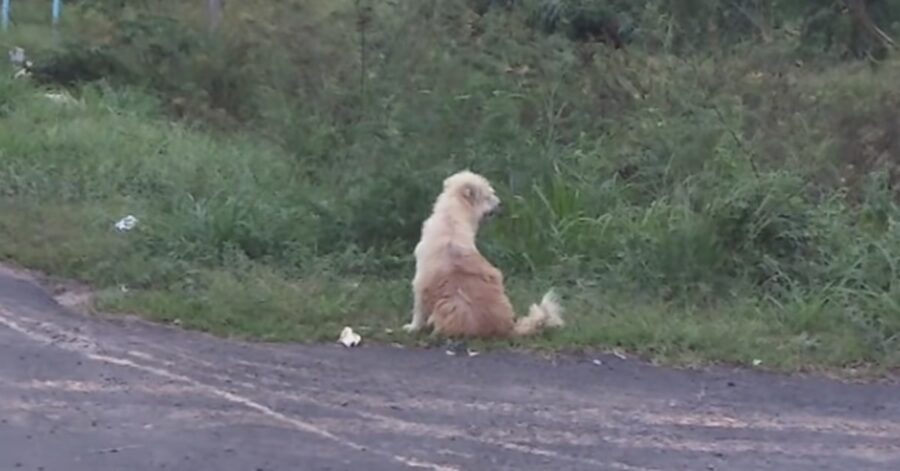 cane aspetta sulla strada