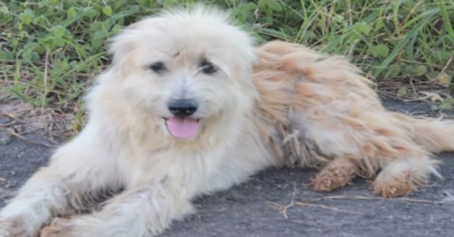 cane che ha aspettato la sua famiglia per quattro anni