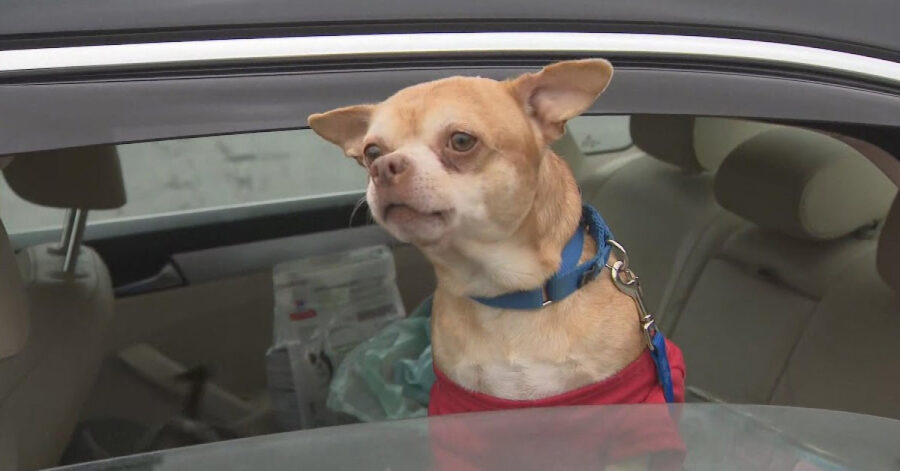 Chihuahua che guarda dal finestrino di un'auto