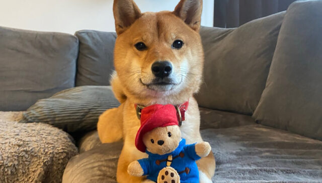 Lo Shiba Inu ha ricevuto un nuovo gioco speciale e non vuole più lasciarlo andare (video)