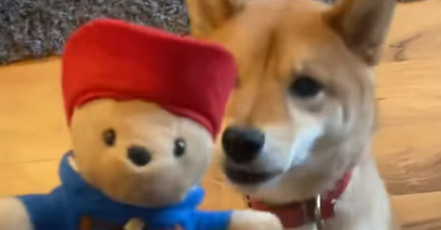 Shiba Inu con un gioco