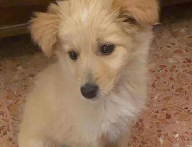 Marì e Shila: due cucciolotte dagli occhi dolci cercano casa