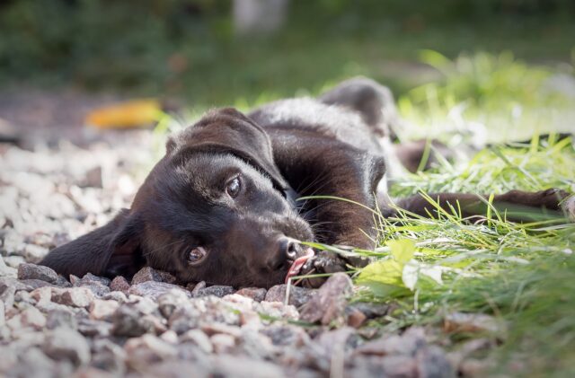 I vigili del fuoco salvano Mela, una cagnolina intrappolata in una buca (VIDEO)