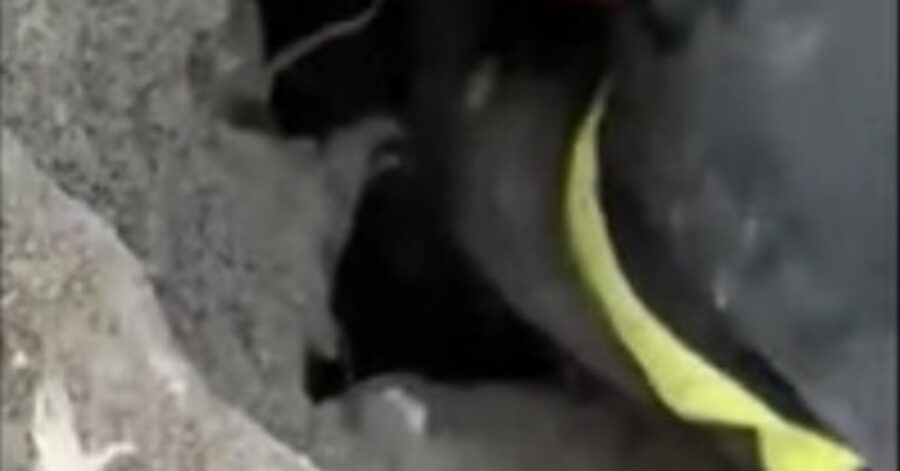cagnolina estratta viva da una buca da un pompiere