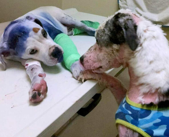 Due cani feriti