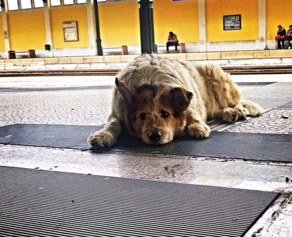 Molfetta, addio a Rufus, il cane libero della città: “Sei stato un cittadino modello”