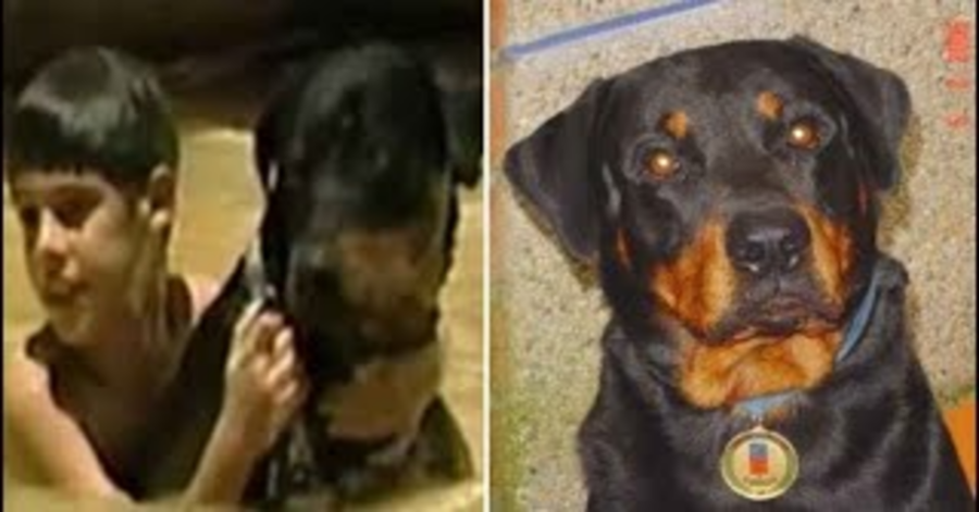 Rottweiler salva bambino