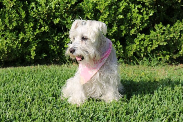 Ottis: il cagnolino gettato in mare e salvato dai pompieri (VIDEO)