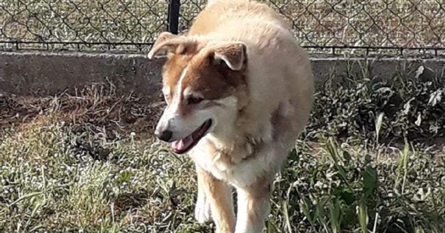 il cane Park cerca una famiglia