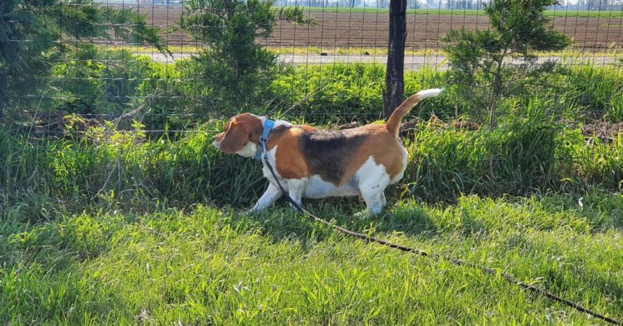 cane gioca in giardino