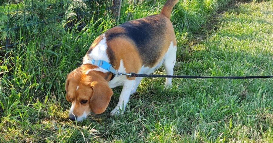 cagnolino annusa