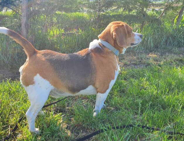 Il Beagle Peter deve lasciare la sua mamma umana. Aiutiamolo a cercarne un’altra