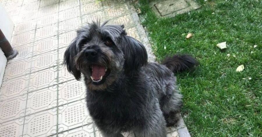 cagnolina seduta