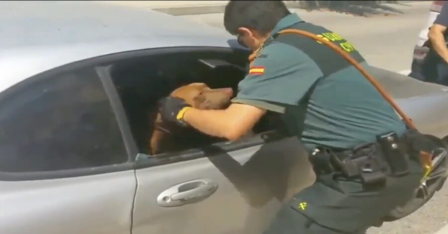 Agente salva cane rinchiuso in auto sotto il sole
