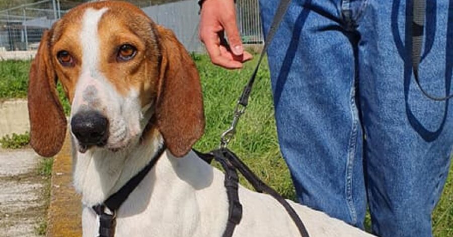 cagnolino in cerca di una padrona