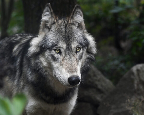 Potenza, la lupa che viveva in città è stata sterilizzata e rilasciata in natura