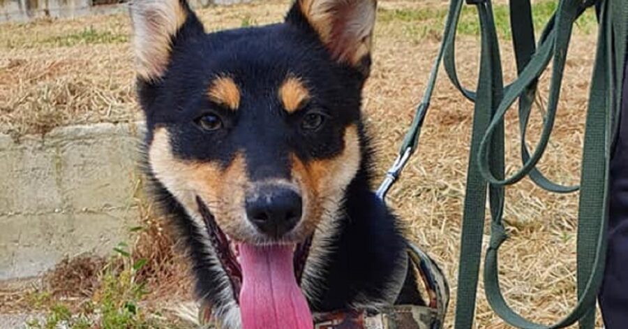 cagnolina sogna una famiglia