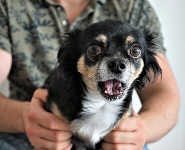 Questi cani hanno una reazione tutta da ridere di fronte ai loro padroni che fanno finta di mangiargli le orecchie (video)