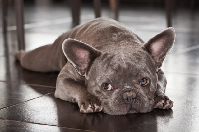 Questo Bulldog Francese è un vero maestro di yoga (video)