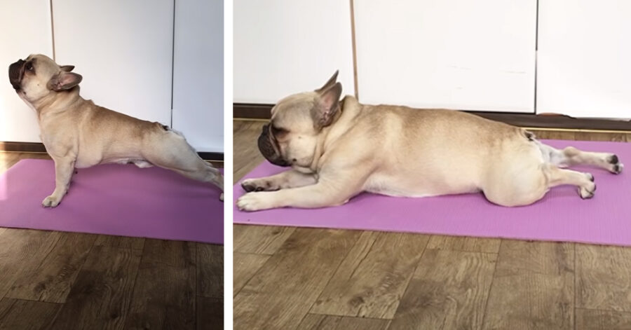 Bulldog che fa yoga