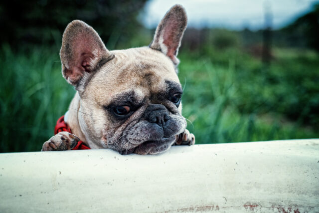 Questo Bulldog Francese ha una reazione tutta da ridere ogni volta che il suo padrone apre la doccia (video)