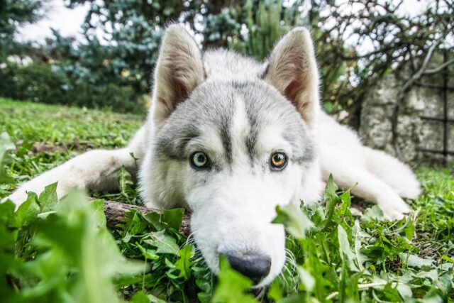 Questo Husky ha un modo molto divertente di ribellarsi quando la sua padrona smette di accarezzarlo (video)