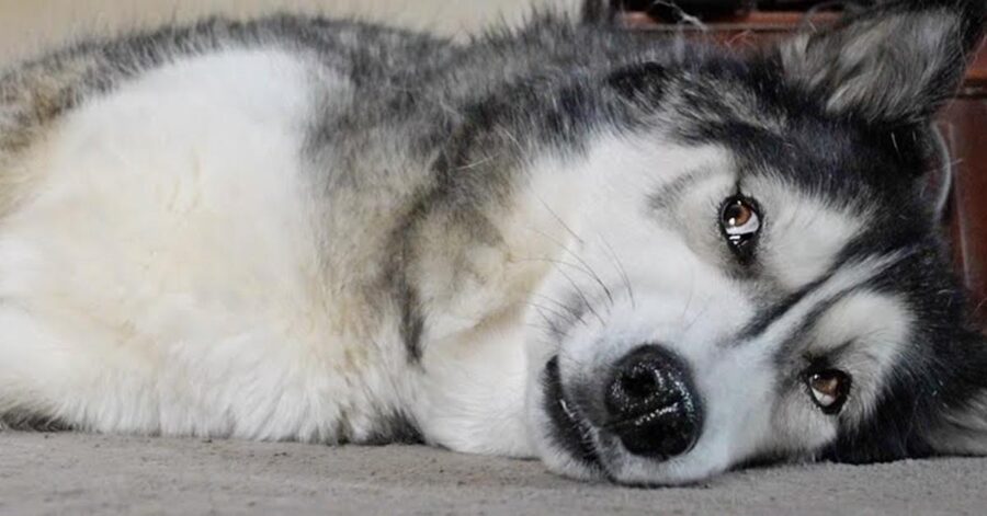 Cane Husky sdraiato per terra