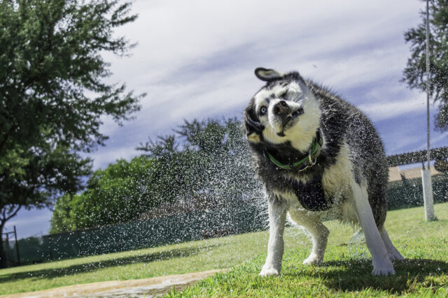 Questo Husky prova per la prima volta un’acqua un po’ diversa dal solito (video)