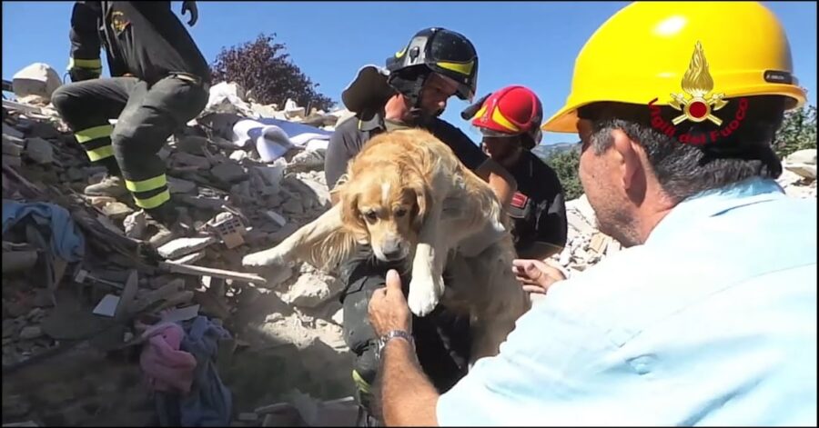 salvataggio cane dalle macerie di Amatrice