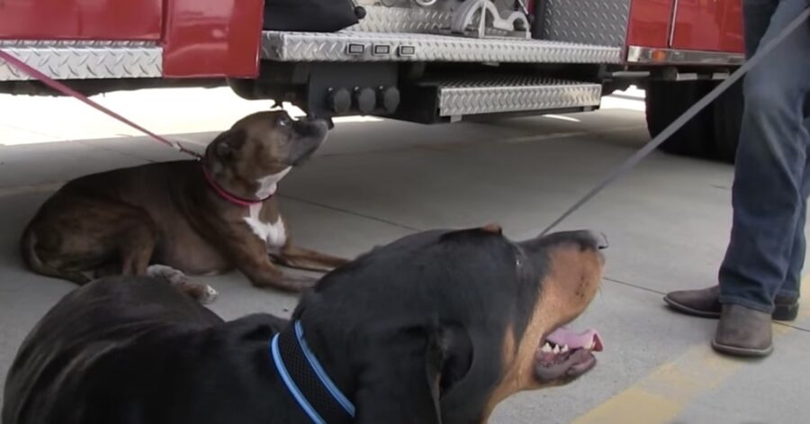 cagnoline salvate in un incendio