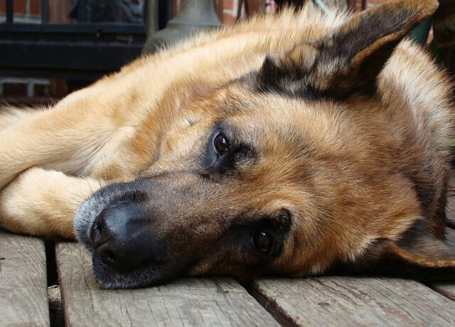 Shadow, il Pastore Tedesco che nessuno vuole adottare: è bloccato al canile sanitario da 4 anni