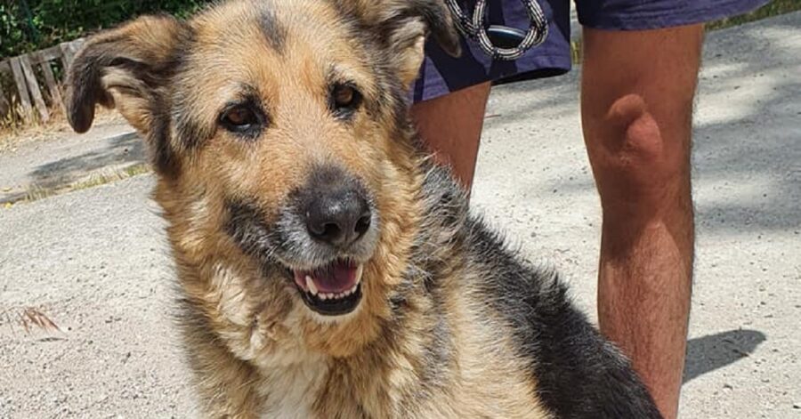 Tequila cagnolina cerca casa