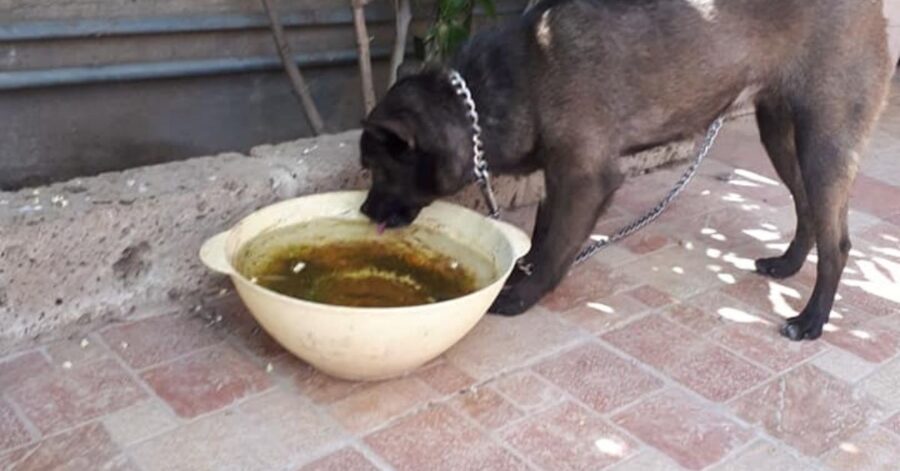 cane beve da una ciotola