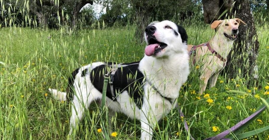 cane in giardino