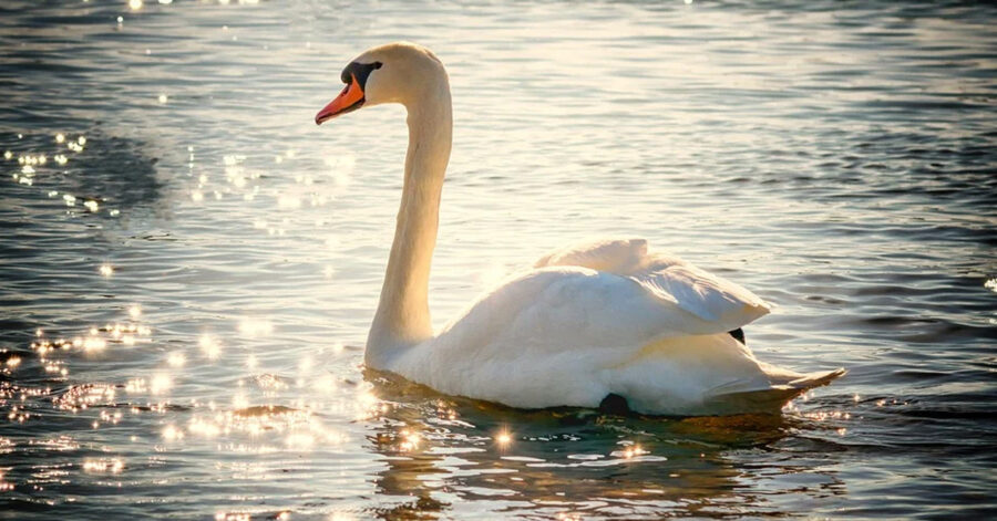 Cigno bellissimo