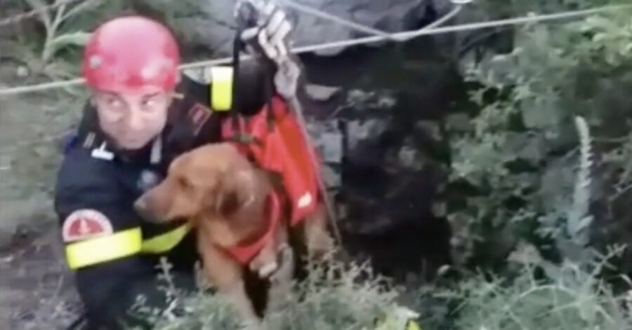 cane da caccia salvato dopo esser precipitato in una grotta