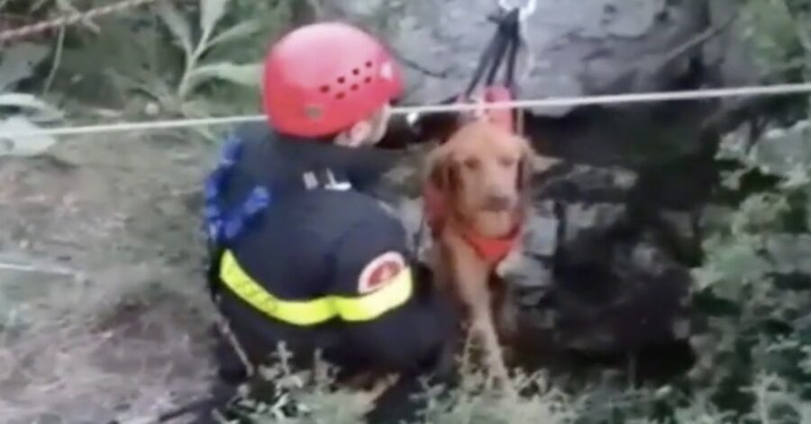 Pompiere salva cane da caccia