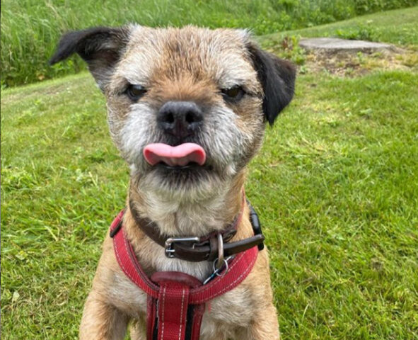 Wilf, il Border Terrier perennemente accigliato che fa impazzire tutti